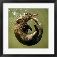 Framed Otterduck