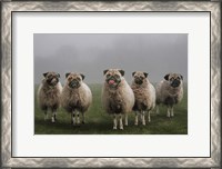 Framed Sheepugs