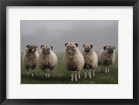 Framed Sheepugs
