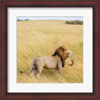 Framed Lionephant
