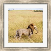 Framed Lionephant