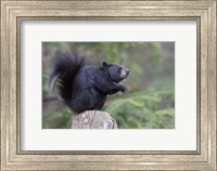 Framed Squirrelbear