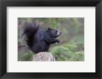 Framed Squirrelbear
