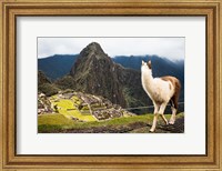 Framed Alpacat