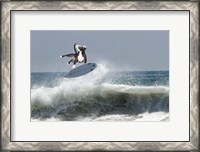 Framed Cowpup Surfing