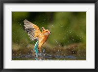 Framed Kingfisher