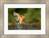 Framed Kingfisher