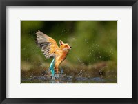 Framed Kingfisher