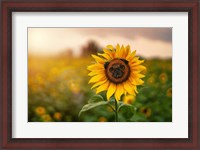 Framed Pugflower