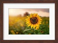Framed Pugflower