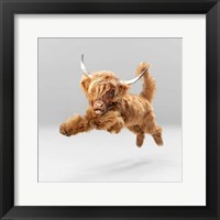 Framed Highland Pup