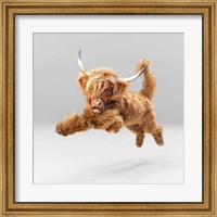 Framed Highland Pup