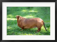 Framed Chonky