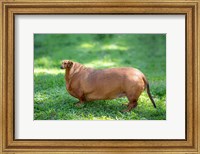 Framed Chonky