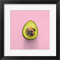 Framed Pugacado