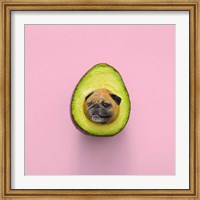 Framed Pugacado