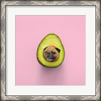 Framed Pugacado