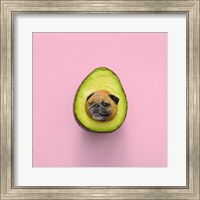 Framed Pugacado