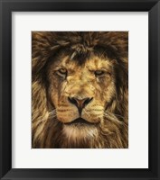 Framed Lion King