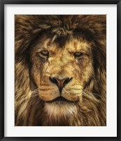 Framed Lion King