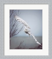 Framed Snowy Owl In Flight