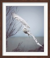 Framed Snowy Owl In Flight