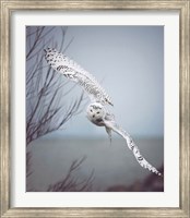 Framed Snowy Owl In Flight