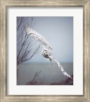 Framed Snowy Owl In Flight