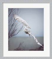 Framed Snowy Owl In Flight