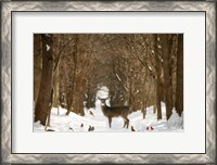 Framed Forest of Snow White