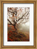 Framed Tree of Seasons