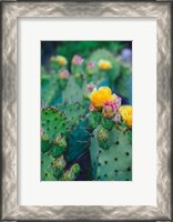 Framed Spring Cacti No. 1