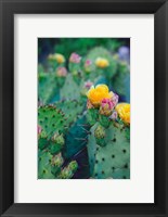 Framed Spring Cacti No. 1