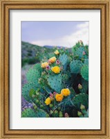 Framed Spring Cacti No. 2
