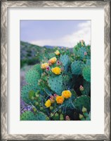 Framed Spring Cacti No. 2