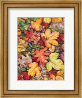 Framed Leaves and Acorns