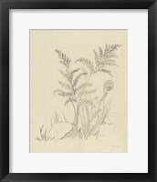 Vintage Nature Sketchbook VI Framed Print