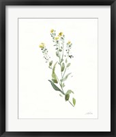 Flowers of the Wild IV Framed Print