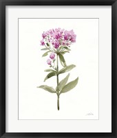 Framed Flowers of the Wild II