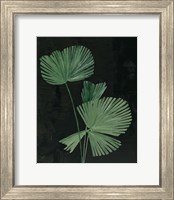Framed Palm Botanical III Black