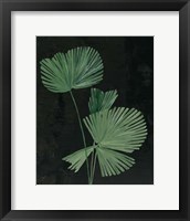 Framed Palm Botanical III Black
