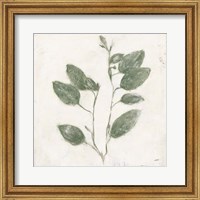 Framed Plantlife II Green