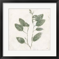 Plantlife II Green Framed Print