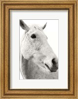 Framed Horse Named Lady II BW