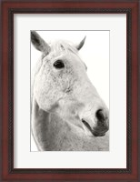 Framed Horse Named Lady II BW