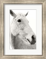 Framed Horse Named Lady II BW