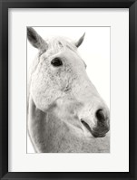 Framed Horse Named Lady II BW