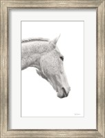 Framed Horse Named Lady I BW