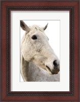 Framed Horse Named Lady II
