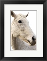 Framed Horse Named Lady II